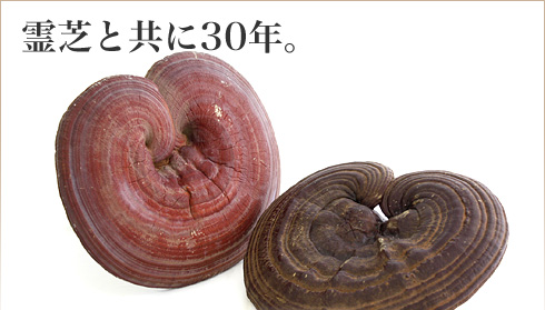 霊芝と共に30年。