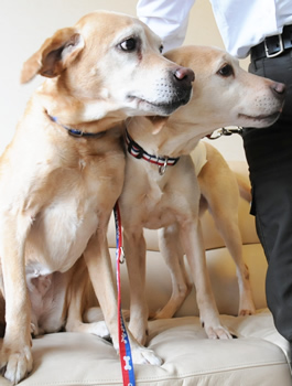 他界したお父様が院長を務めていた産婦人科を改造して、｢犬の保育園」、
Lovely Dogを開業