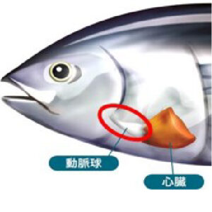 エラスチン