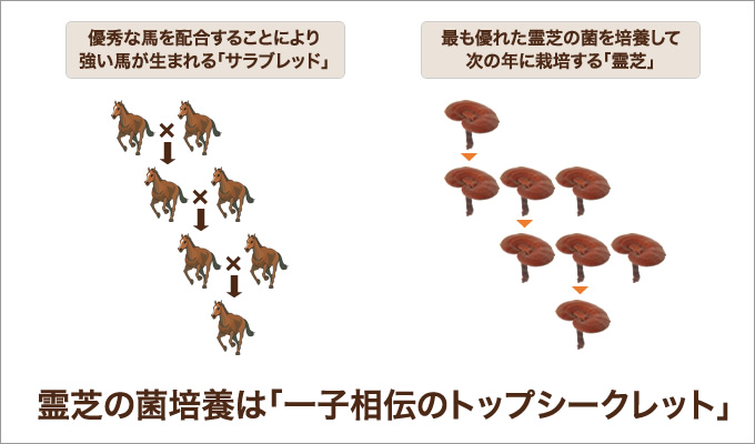 一子相伝の霊芝マスター種菌図