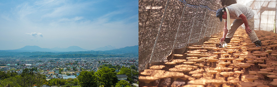 産地