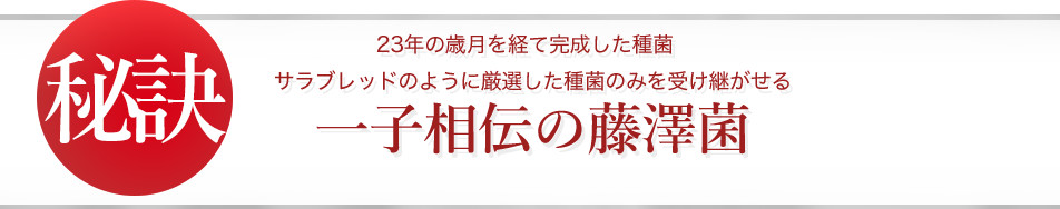一子相伝の藤澤菌