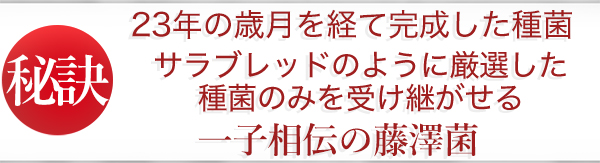 一子相伝の藤澤菌