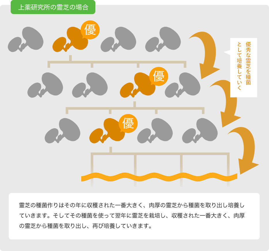 霊芝の図