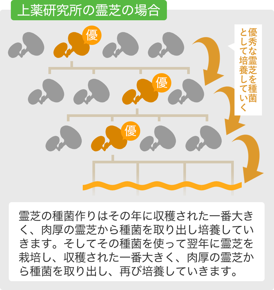 霊芝の図