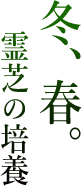 冬、春。霊芝の培養