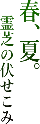 春、夏。霊芝の伏せこみ