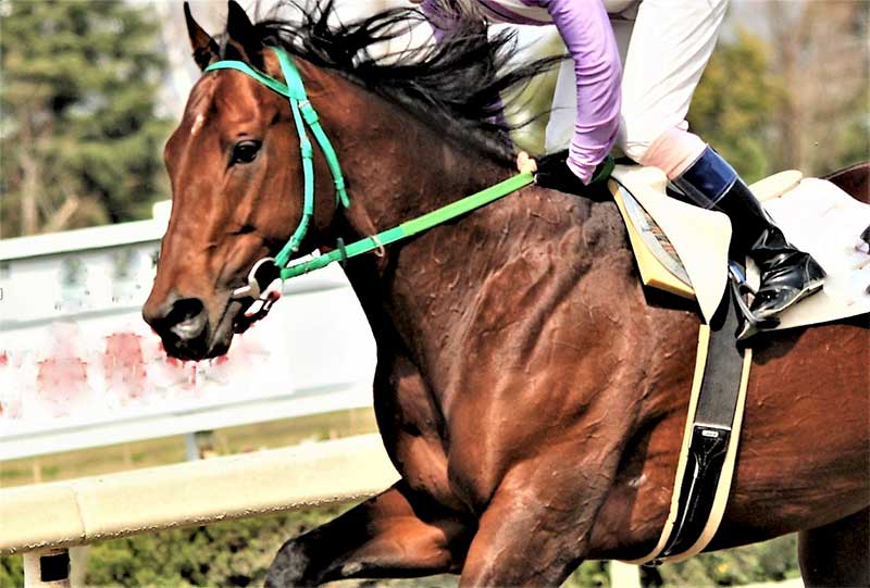 競走馬