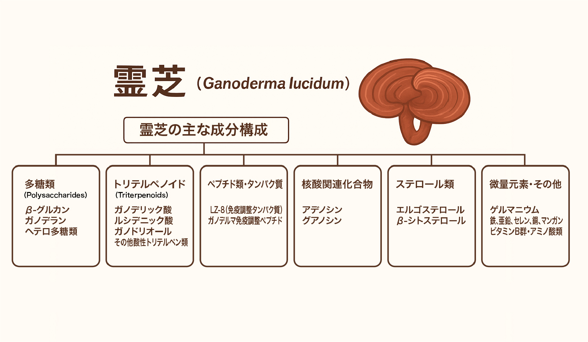霊芝の主な成分構成