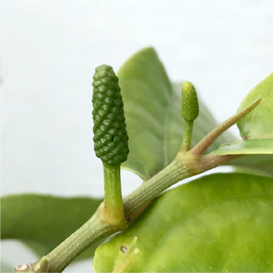 甦活霊芝