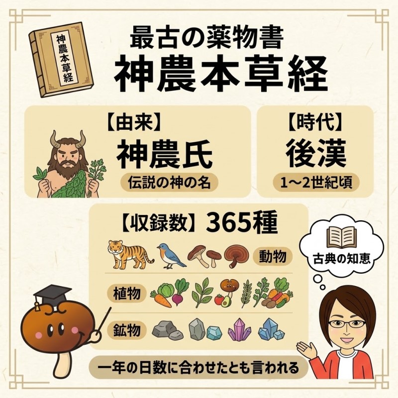 中国最古の薬物書『神農本草経』と「霊芝」の基礎知識