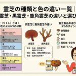 霊芝の種類と色の違い一覧|赤霊芝・黒霊芝・鹿角霊芝の違いと選び方
